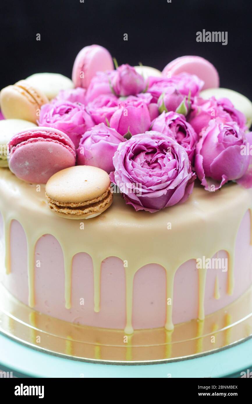 Modern pink cake with melted chocolate, fresh roses and macaroons ...