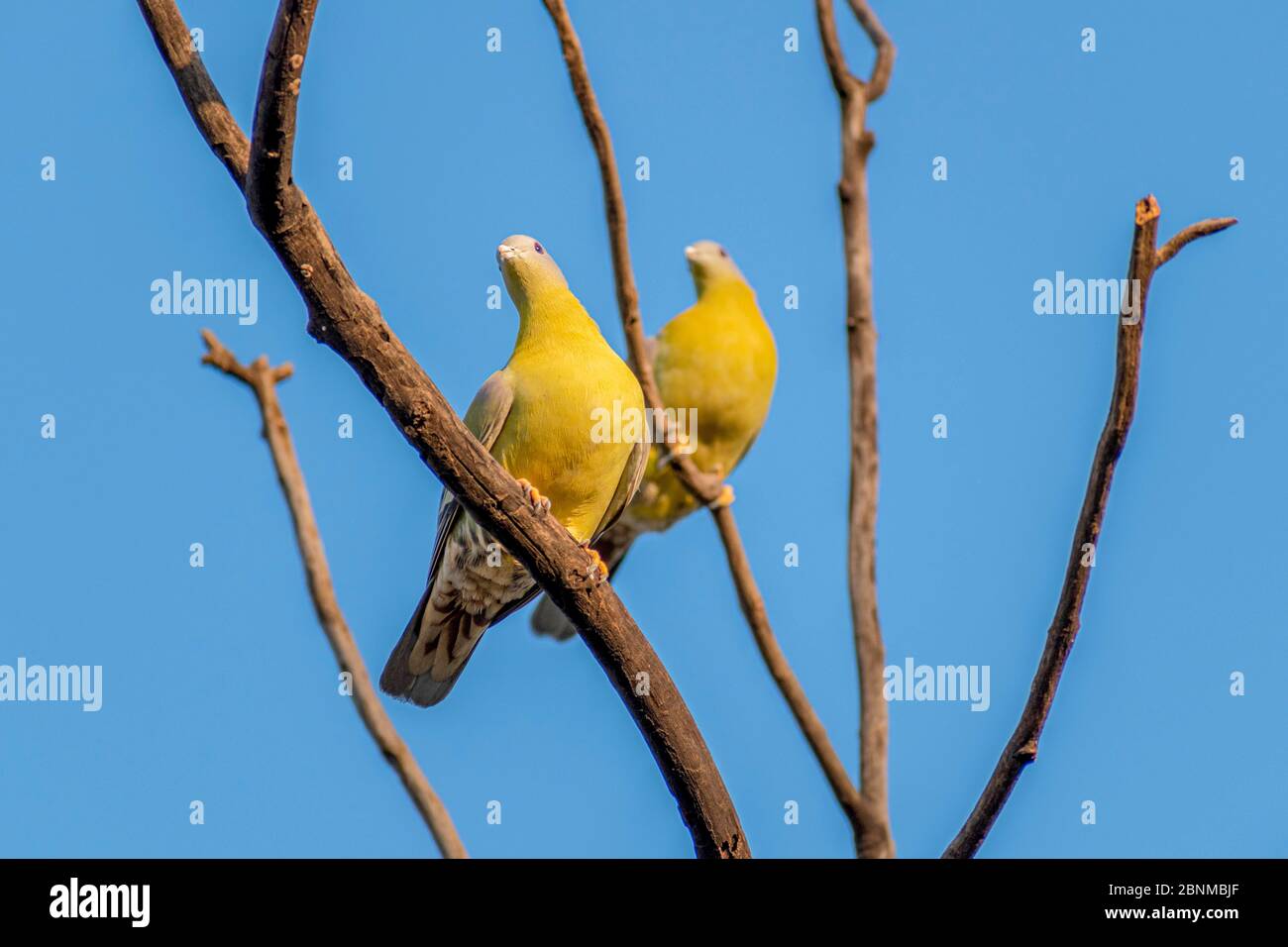 Bird of maharashtra hi-res stock photography and images - Alamy