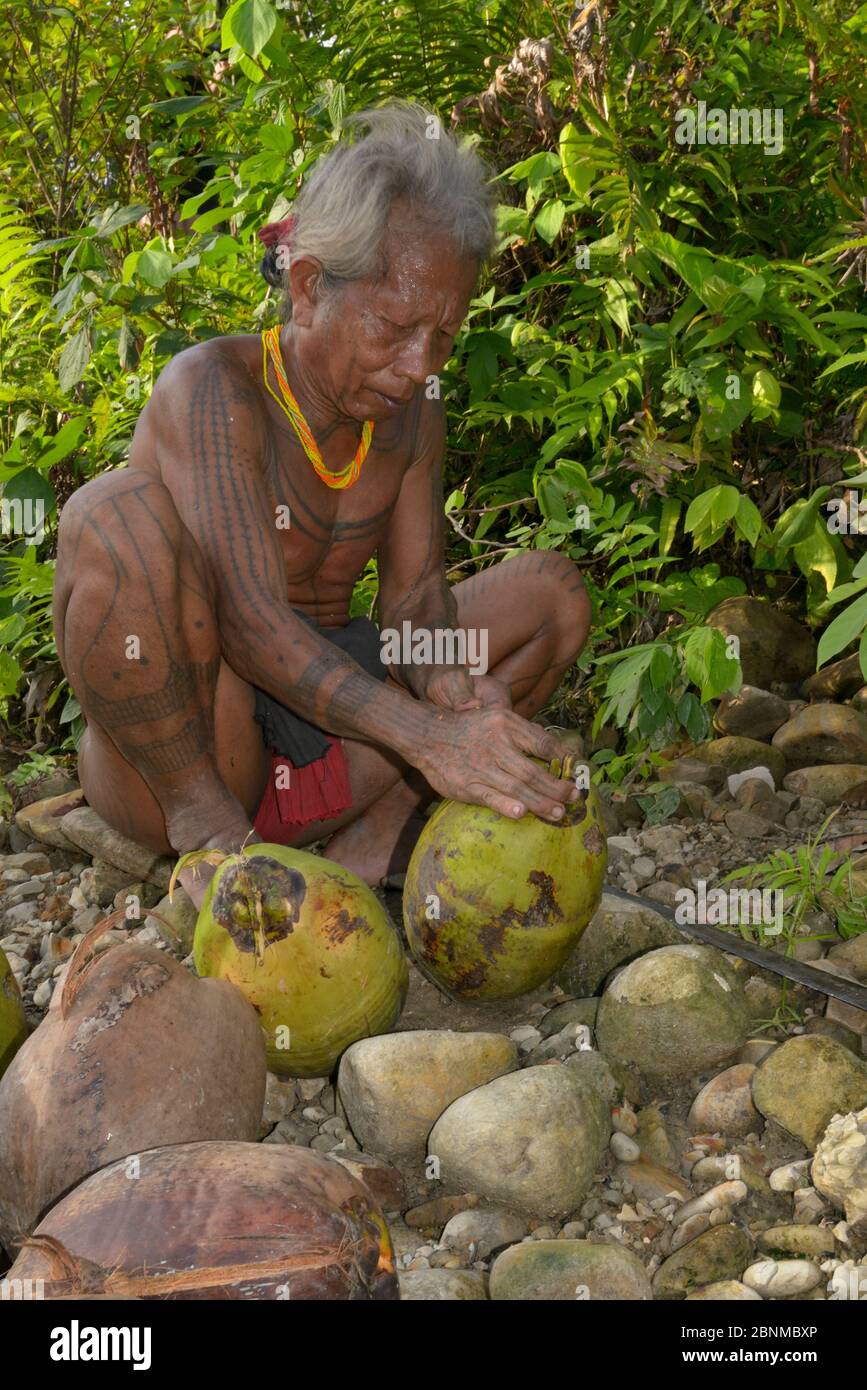 Mentawai man with coconuts. Siberut Island, Sumatara July 2016. Stock Photo