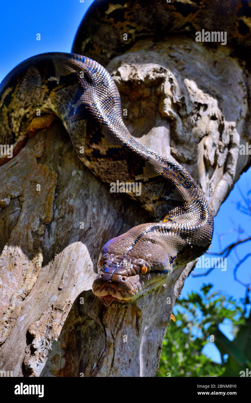 Reticulated python python reticulatus hi-res stock photography and ...