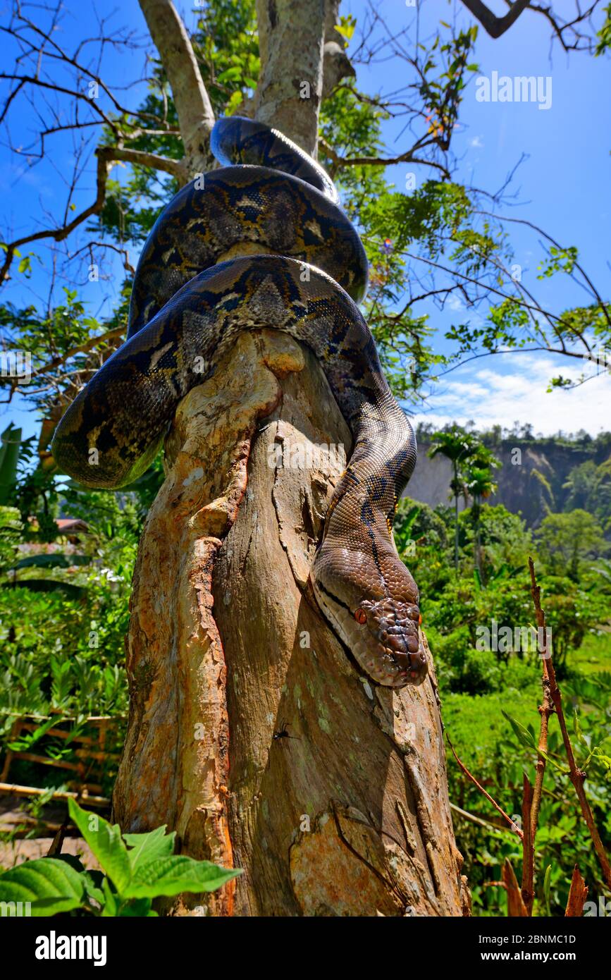 Reticulated python (Python reticulatus) on tree, Sumatra Stock Photo ...