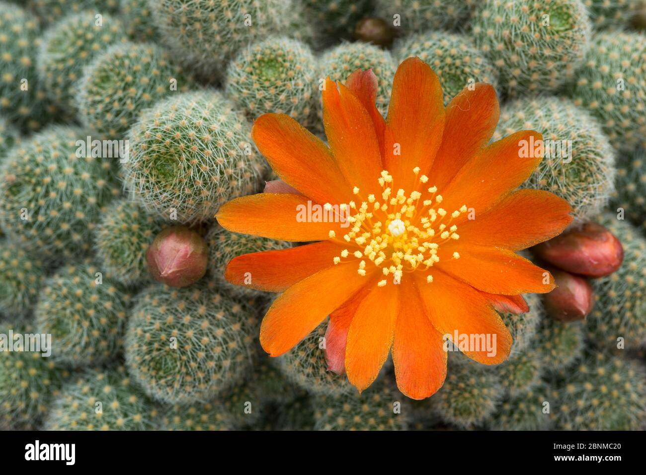 Cactus flower (Rebutia fabrisii, var nana) cultivated plant. Stock Photo
