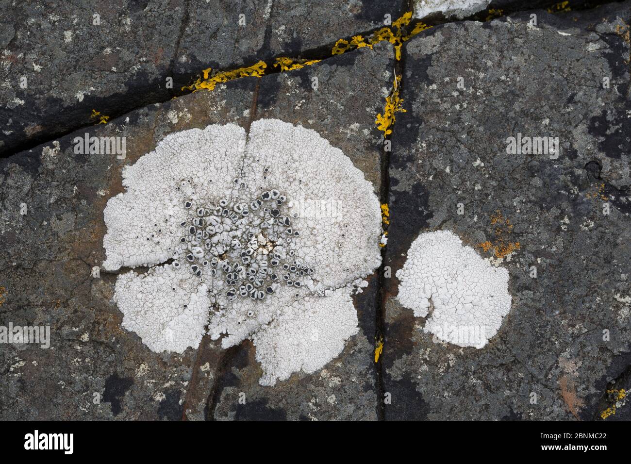 Coastal lichen (Tephromela atra) Mull, Scotland June. Stock Photo