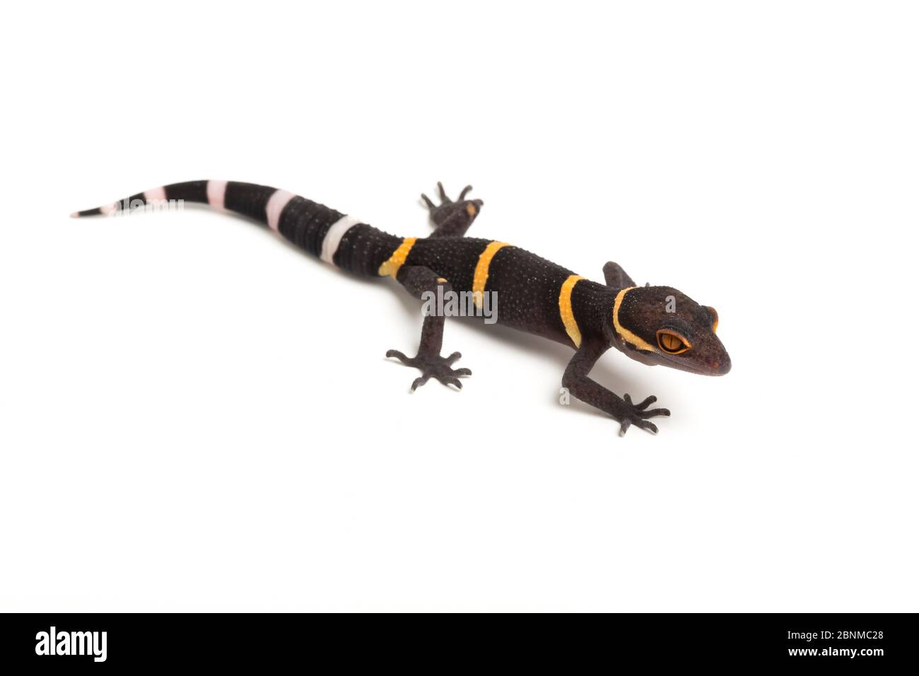 Hainan cave gecko (Goniurosaurus hainanensis) on white background, captive occurs in Japan. Stock Photo