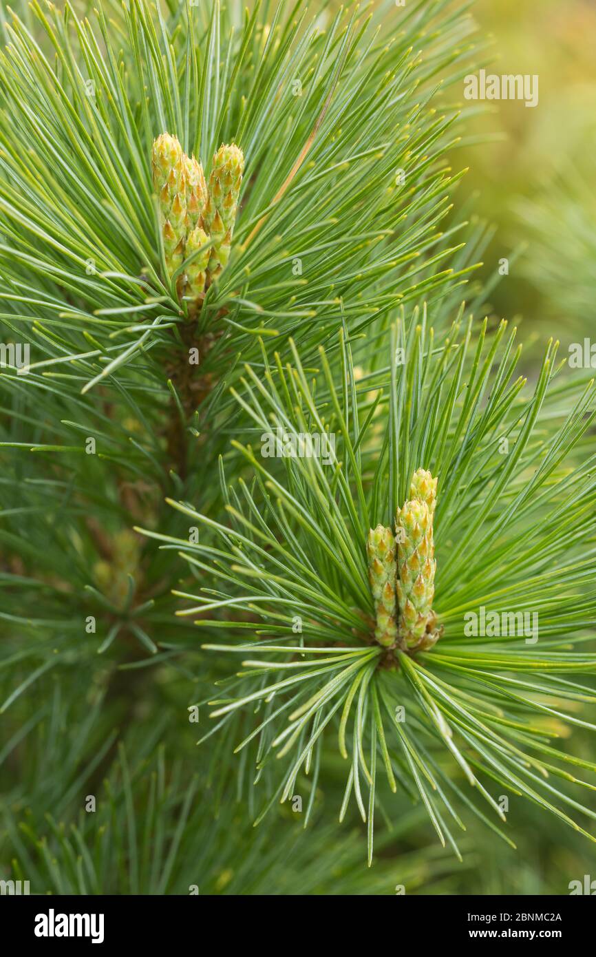 Eastern white pine (Pinus strobus) cultivar 'Bergman's Mini' Stock Photo
