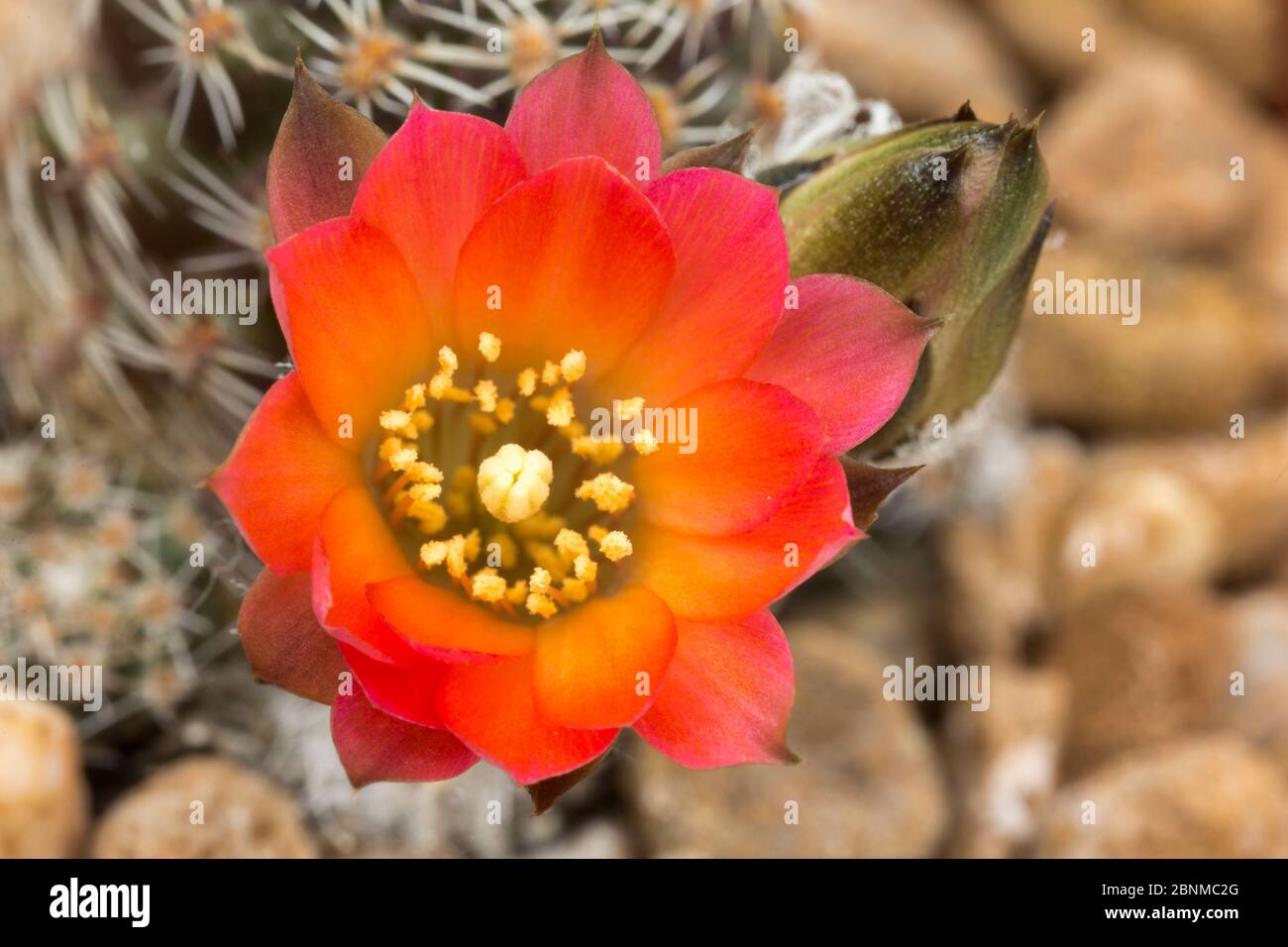 Cactus flower (Rebutia pygmaea) flower.  Cultivated plant. Stock Photo