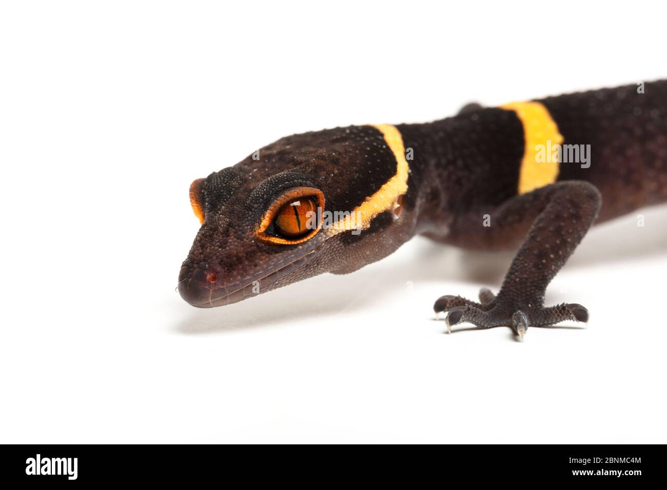 Hainan cave gecko (Goniurosaurus hainanensis) on white background, captive occurs in Japan. Stock Photo