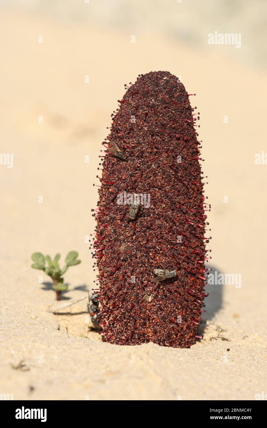 Tarthuth (Cynomorium coccineum) a parasitic desert plant pollinated by flies.  United Arab Emirates, February. Stock Photo