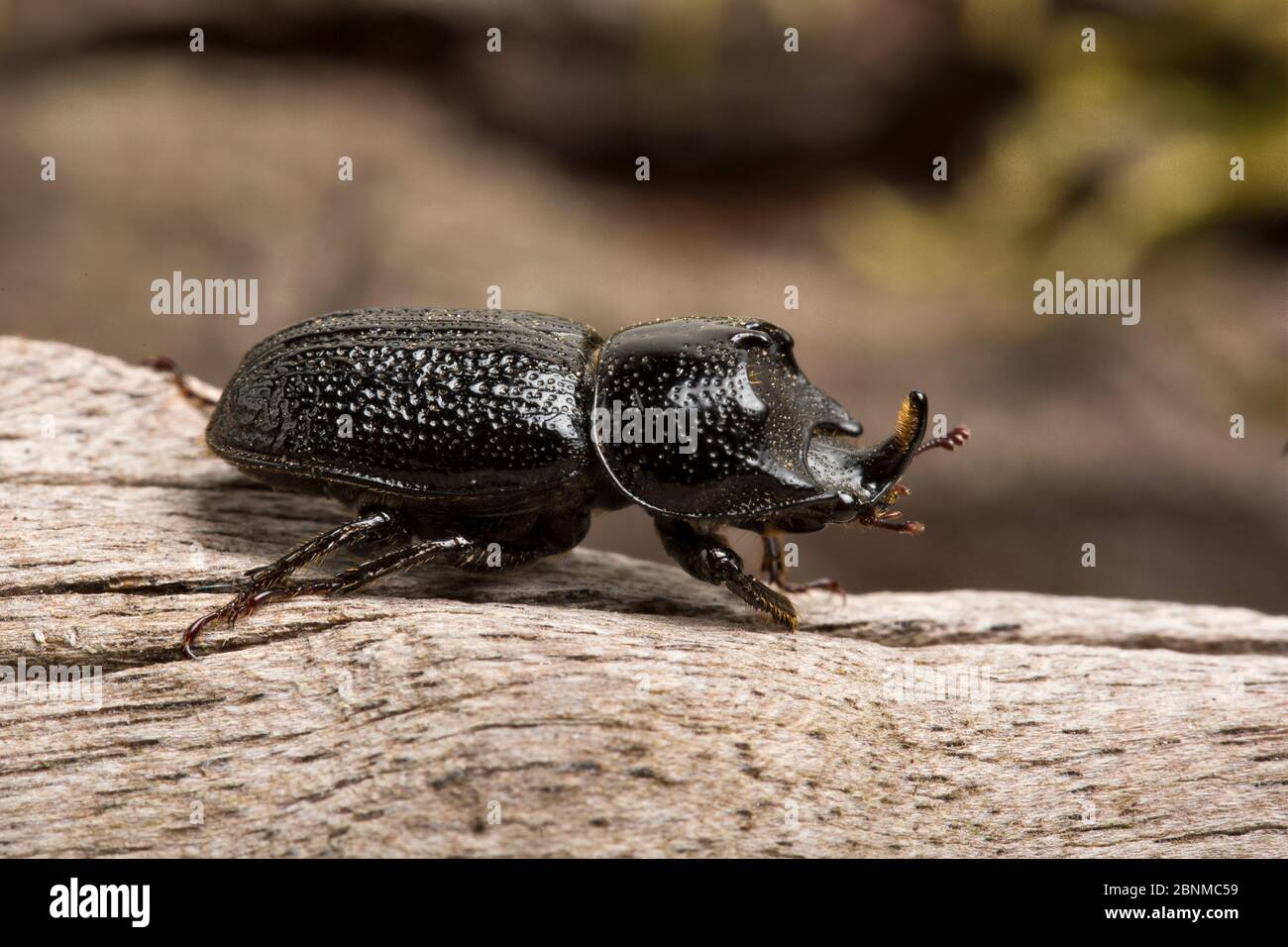 Rhinoceros beetle (Sinodendron cylindricum) male. Sheffield, UK. June. Stock Photo