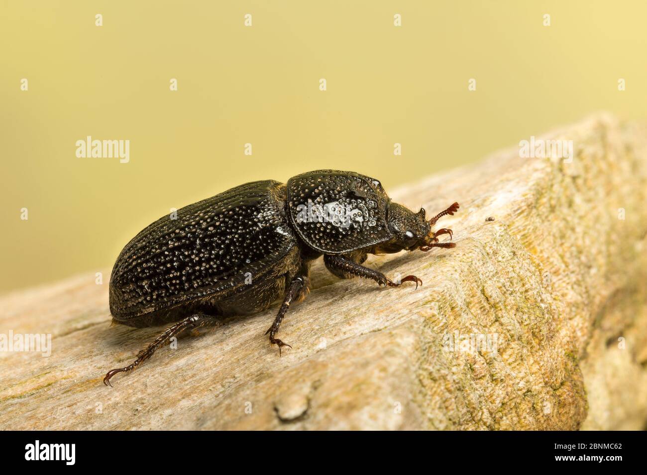 Rhinoceros beetle (Sinodendron cylindricum) female. Sheffield, May. Focus-stacked image Stock Photo