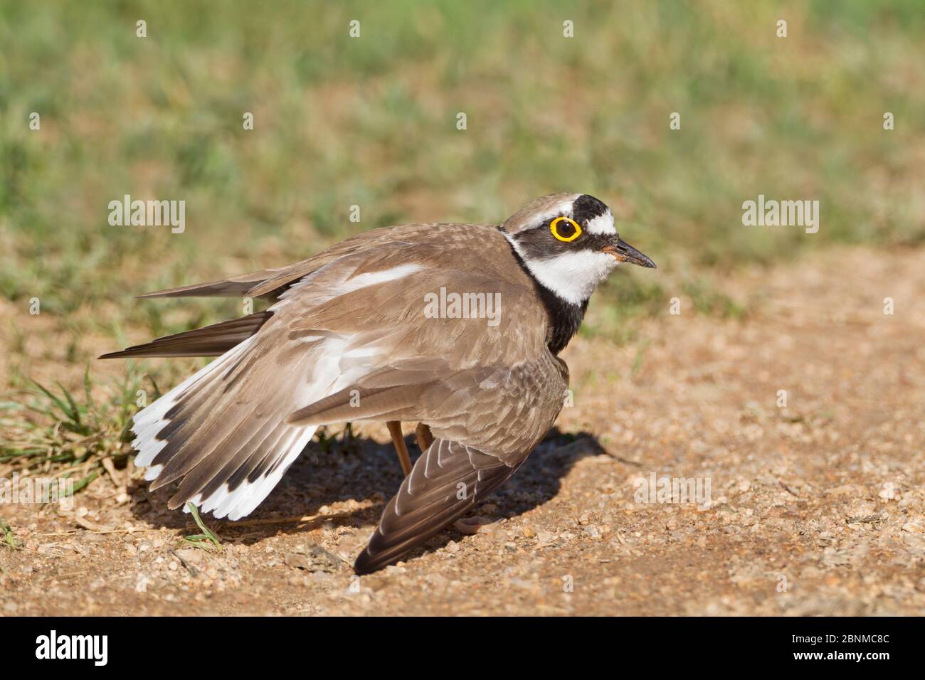 Bird distraction display hi-res stock photography and images - Alamy