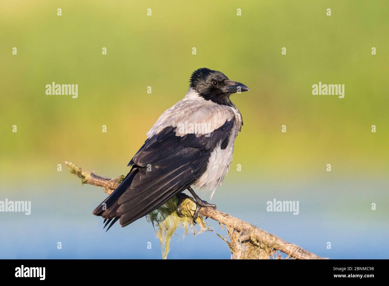 Male hooded crow hi-res stock photography and images - Alamy