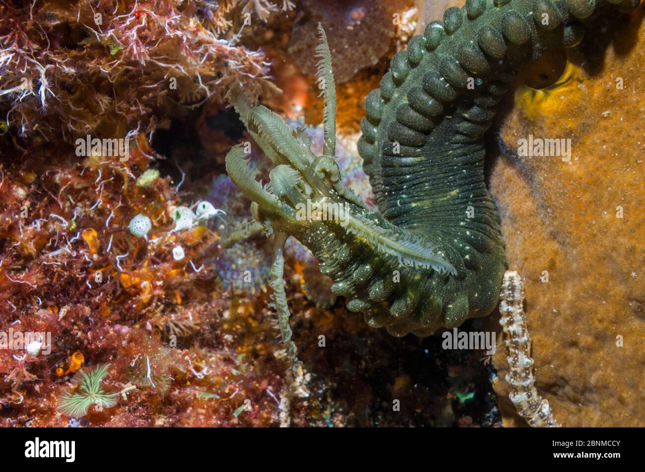 Sea cucumber (Opheodesoma serpentina) Cebu, Malapascua Island, Philippines, September Stock Photo