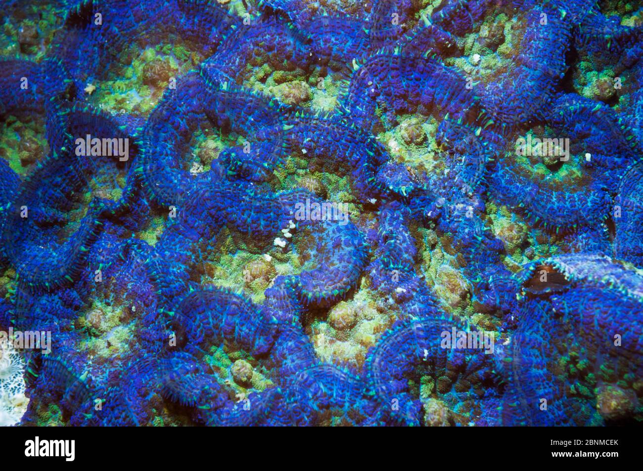 Disk anemone (Discosoma sp) Cebu, Malapascua Island, Philippines, September Stock Photo