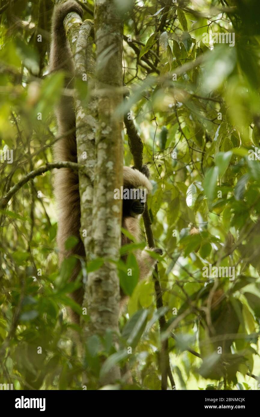 Skywalker hoolock gibbon (Hoolock tianxing) formerly described as ...