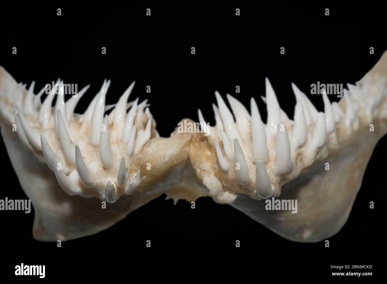 Snaggletooth shark (Hemipristis elongata) teeth from lower jaw, on