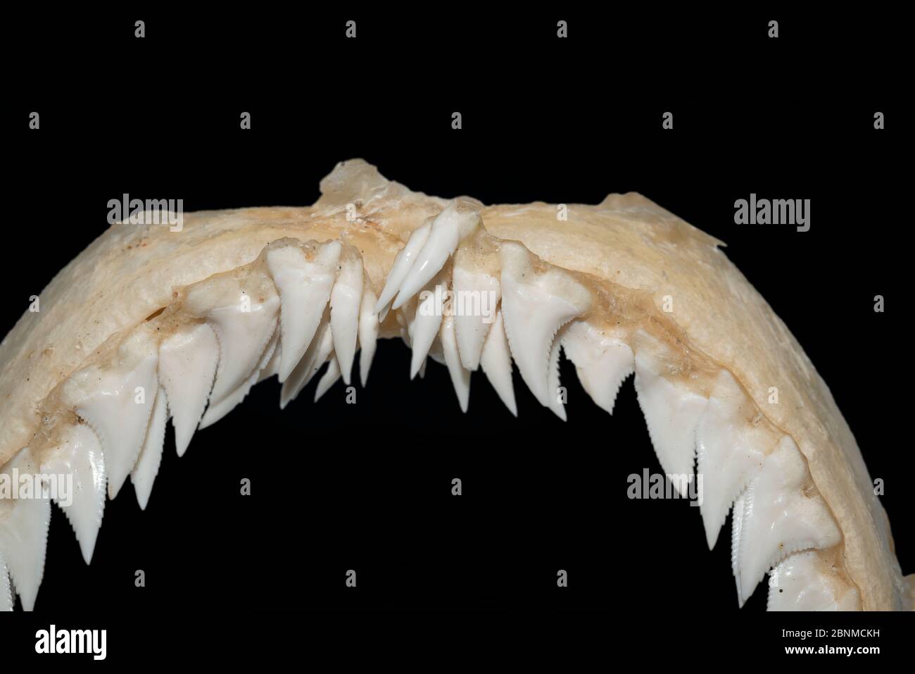 Tiger Snaggletooth Vector