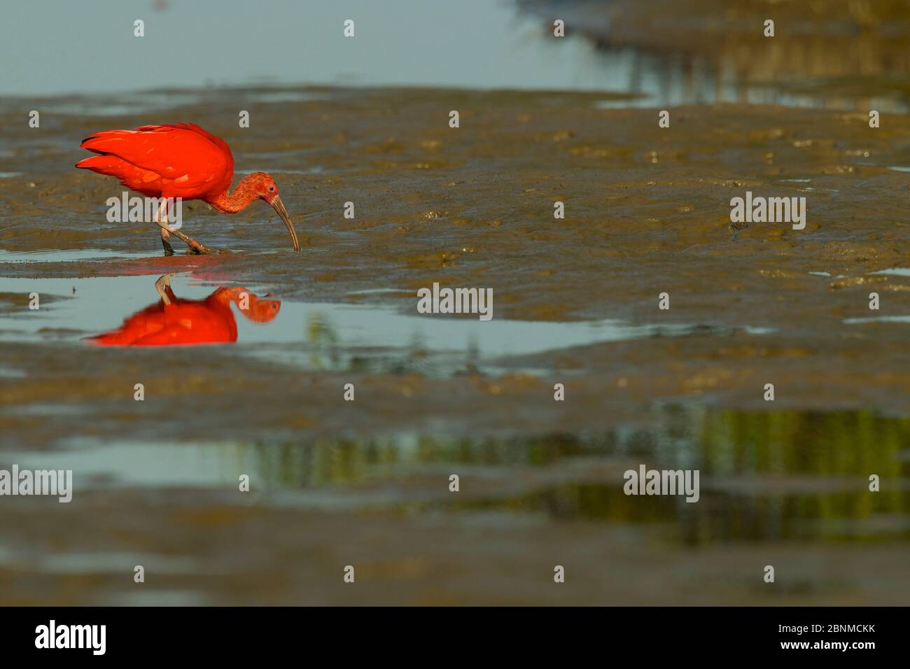 Scarlet Ibis (Eudocimus ruber) foraging on the mudflats in the Orinoco River Delta, Venezuela. Stock Photo