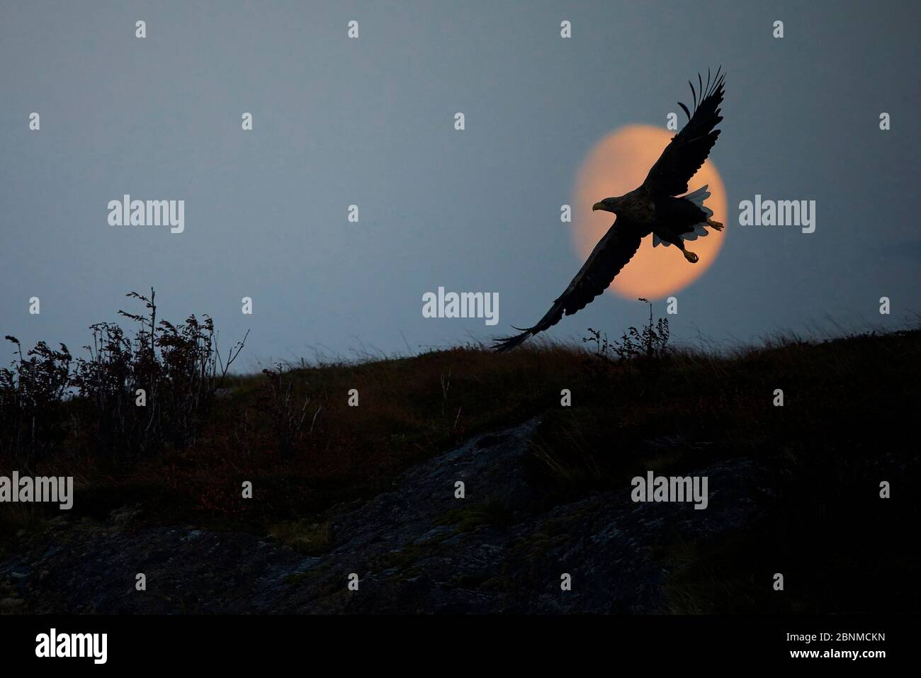 White-tailed eagle (Haliaetus albicilla) flying in front of the moon, Norway, October. Stock Photo