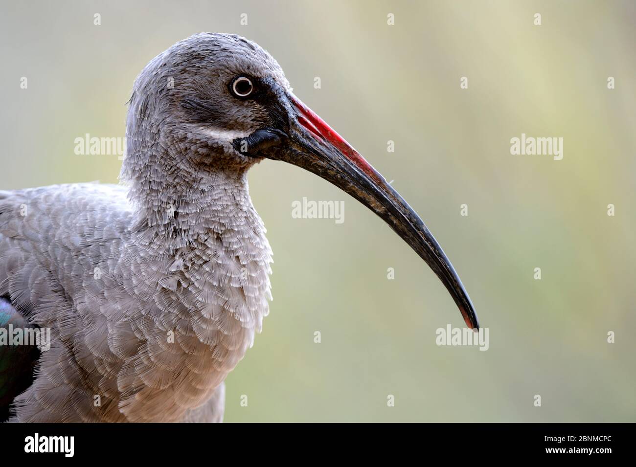Hadada ibis (Bostrychia hagedash) portrait , captive in Zoo Parc de Beauval, France. Occurs in sub-Saharan Africa. Stock Photo