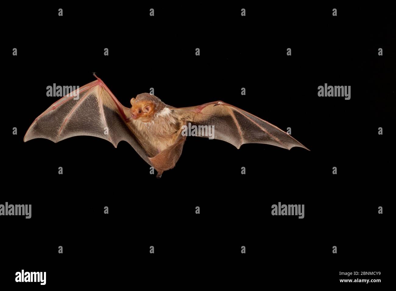Eastern red bat (Lasiurus borealis) female flying, San Saba County, Texas,  USA. Controlled conditions. July Stock Photo - Alamy