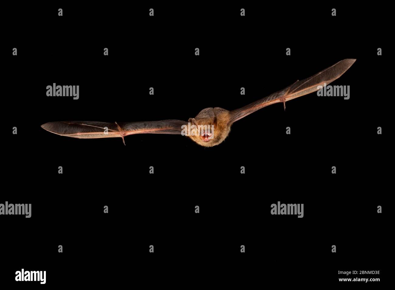 Eastern pipistrelle bat (Perimyotis subflavus) flying, San Saba County