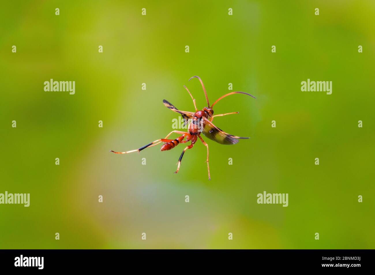 Ichneumon wasp (Compsocryptus sp.) in flight Williamson County, Texas, USA Controlled conditions. November Stock Photo