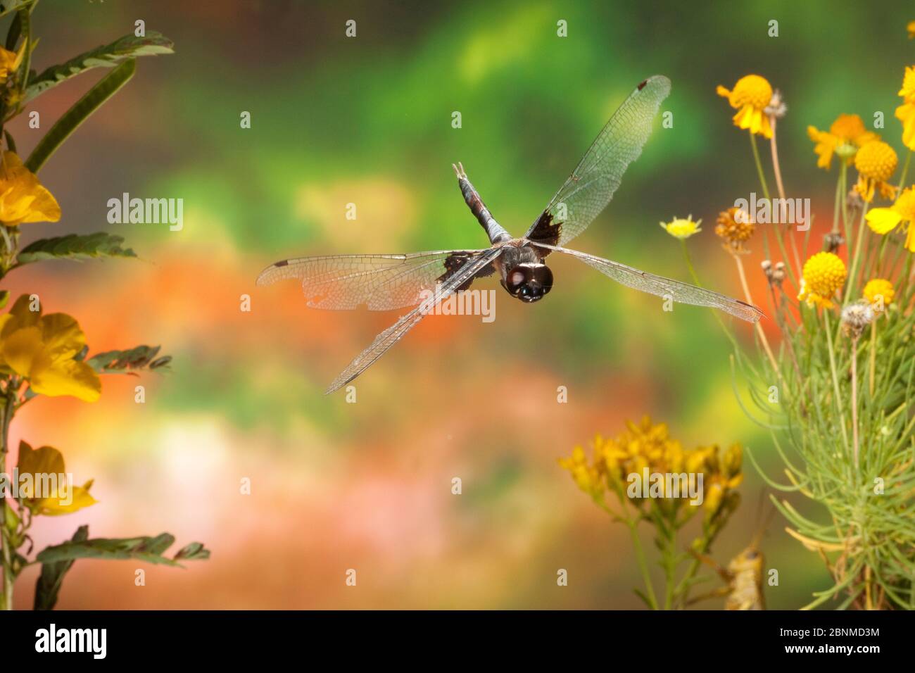 Saddlebags High Resolution Stock Photography and Images Alamy