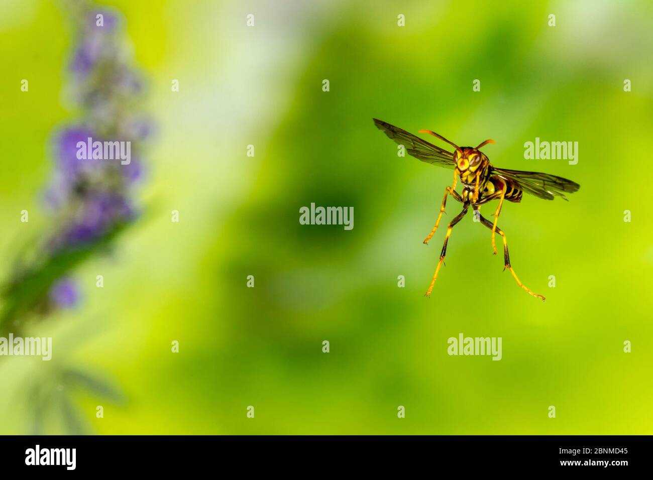 Paper wasp (Polistes exclamans) Bastrop County, Texas, USA. May Stock Photo