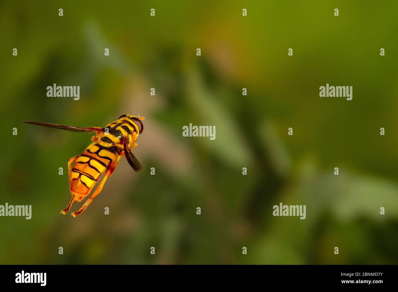 Yellowjacket hover fly (Milesia virginiensis) flying, Tuscaloosa County, Alabama, USA Controlled conditions. June Stock Photo