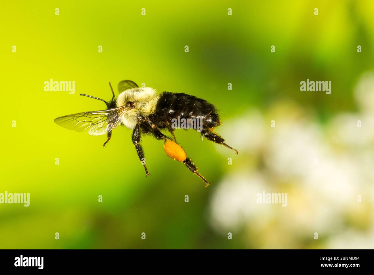Common eastern bumble bee (Bombus impatiens) worker flying, Tuscaloosa County, Alabama, USA Controlled conditions. July Stock Photo