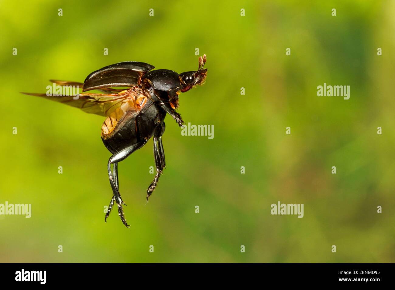 Dung beetle (Canthon vigilans), Tuscaloosa County, Alabama, USA