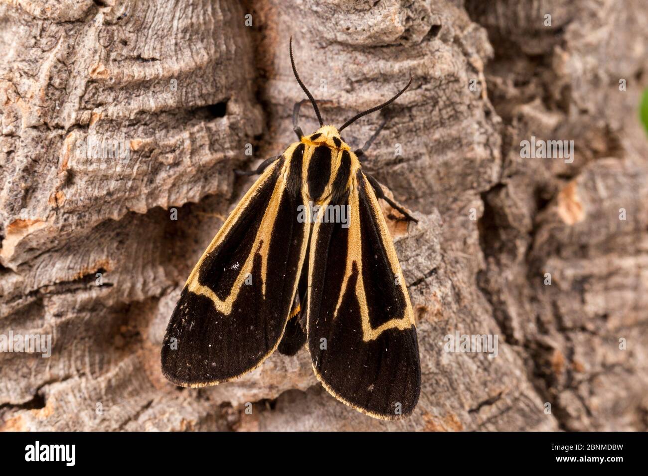 Banded tiger moth (Apantesis vittata), Tuscaloosa County, Alabama, USA September Stock Photo