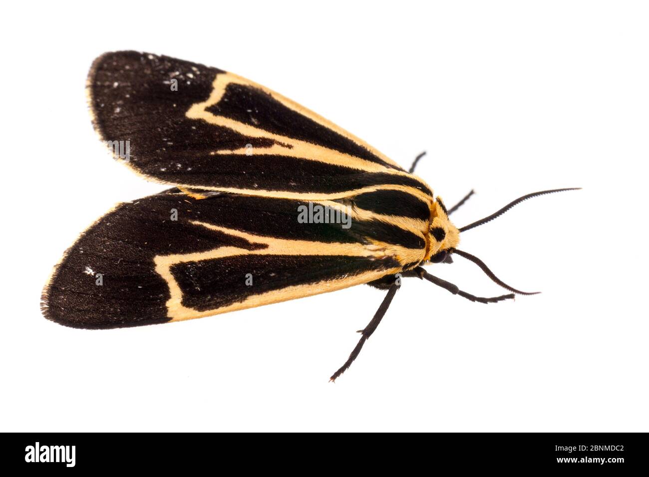 Banded tiger moth (Apantesis vittata) on white background, Tuscaloosa County, Alabama, USA September Stock Photo