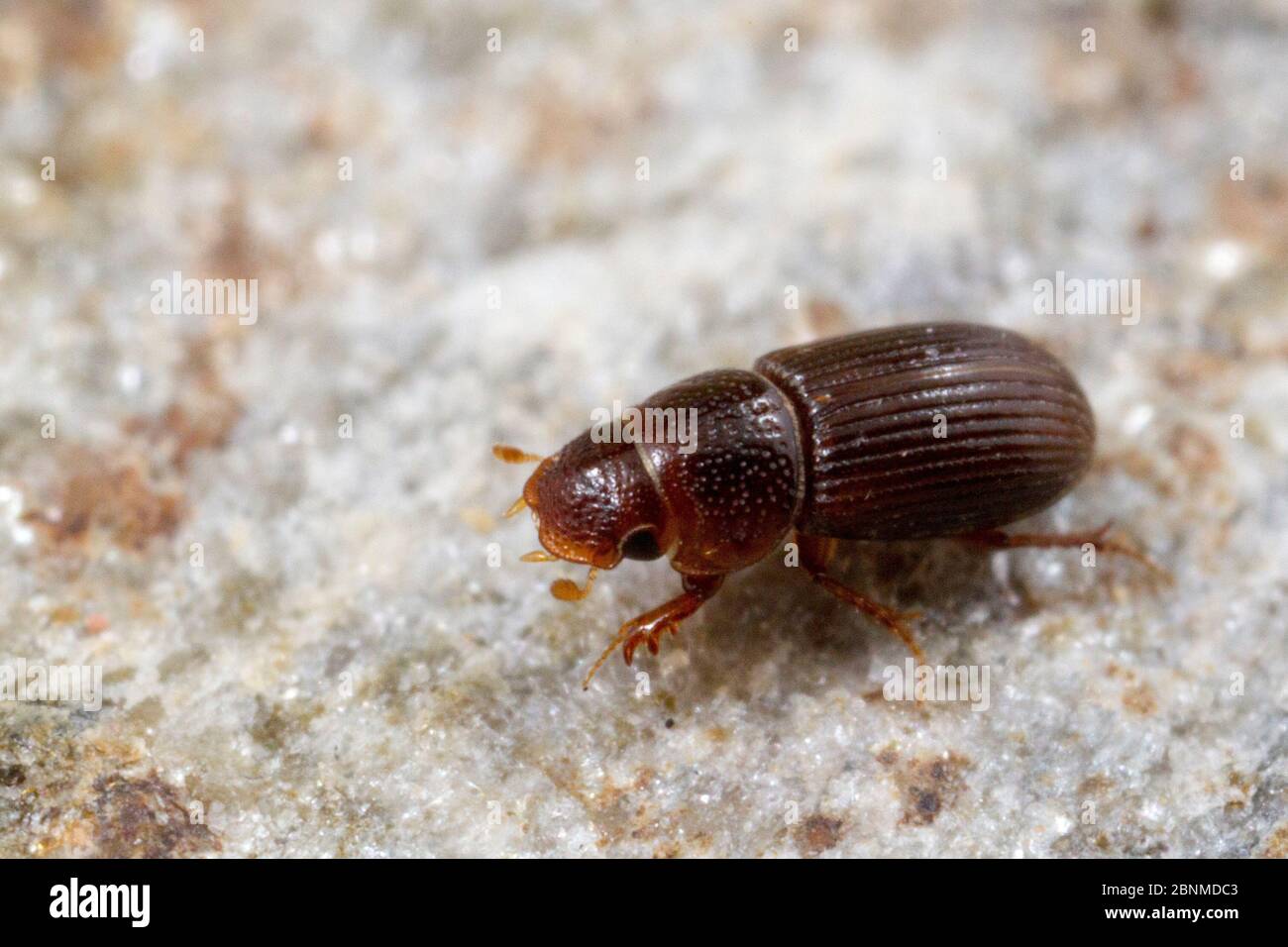 Aphodiine dung beetle (Platytomus longulus), Tuscaloosa County, Alabama