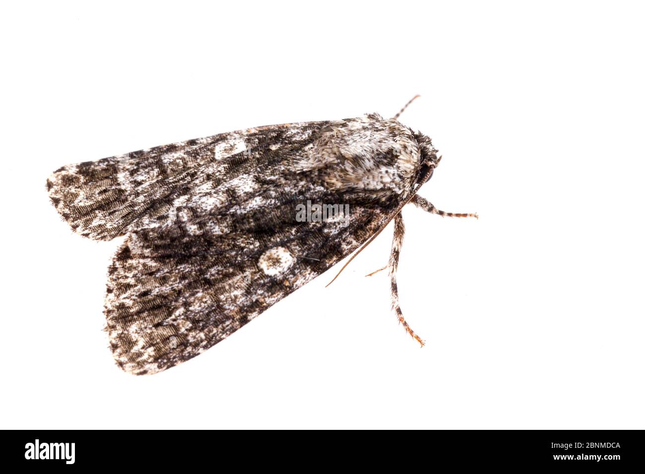 Afflicted dagger moth (Acronicta afflicta) on white background ...