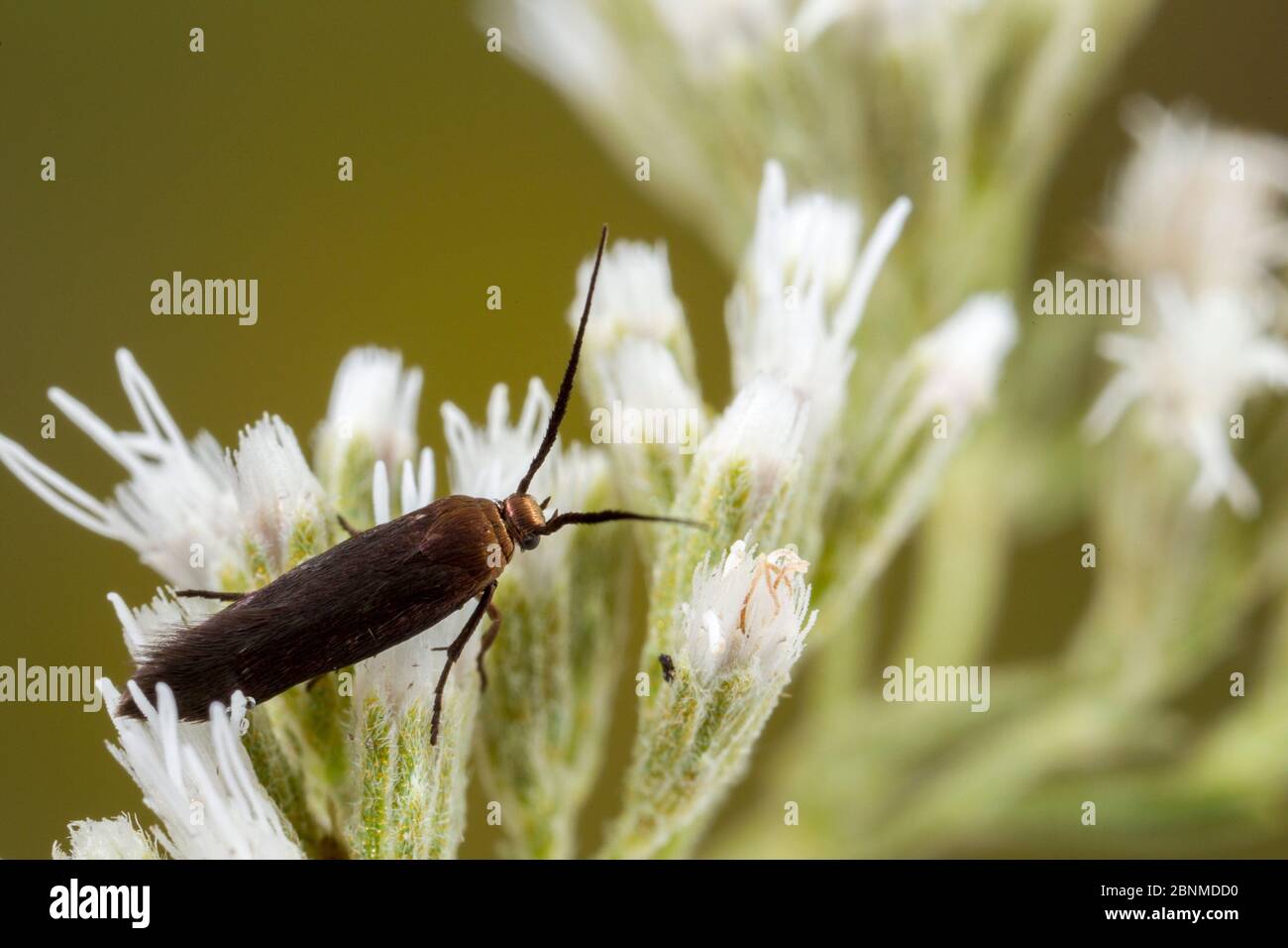 Bumelia webworm moth (Urodus parvula), Tuscaloosa County, Alabama, USA September Stock Photo