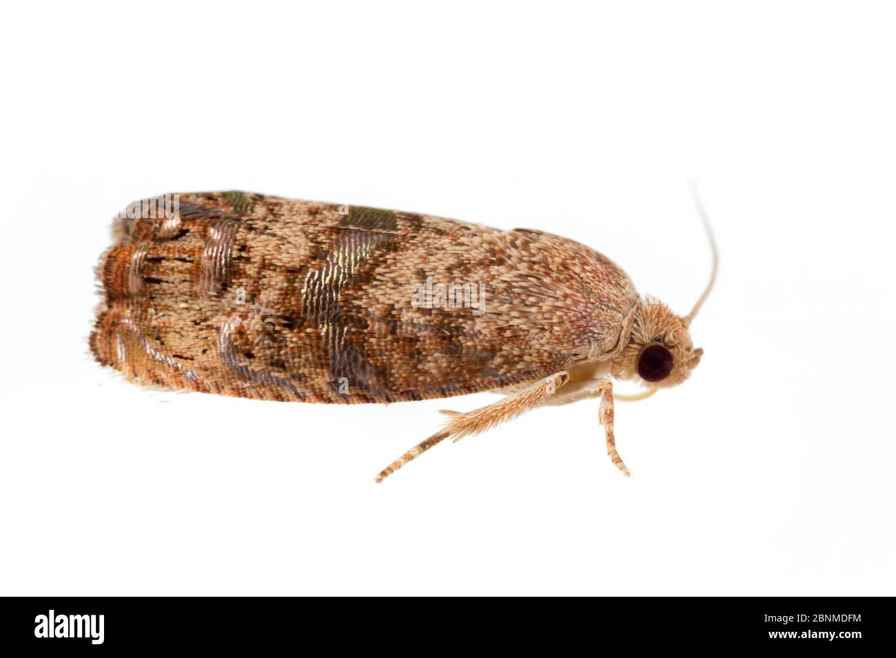 Filbertworm moth hires stock photography and images Alamy
