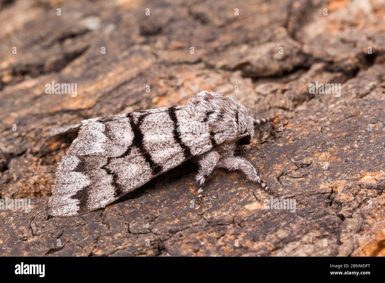 Eastern panthea moth (Panthea furcilla), Tuscaloosa County, Alabama, USA October Stock Photo