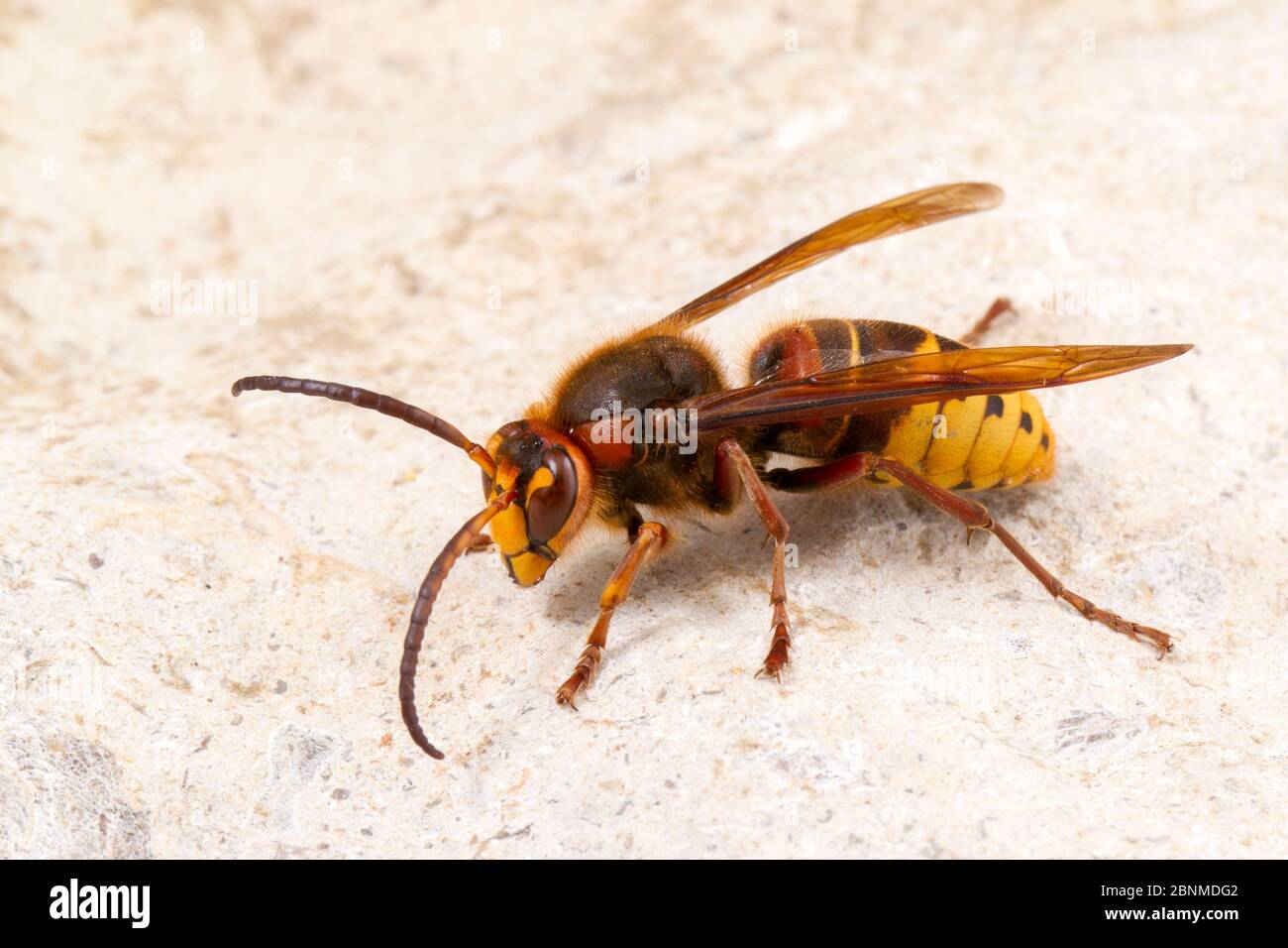 European hornet (Vespa crabro germana), Tuscaloosa County, Alabama, USA September Stock Photo