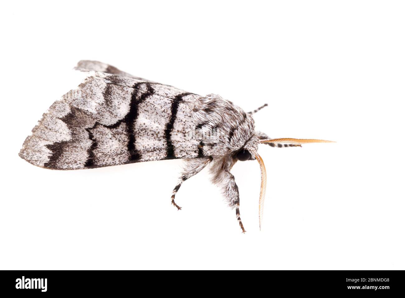 Eastern panthea moth (Panthea furcilla) on white background, Tuscaloosa County, Alabama, USA October Stock Photo