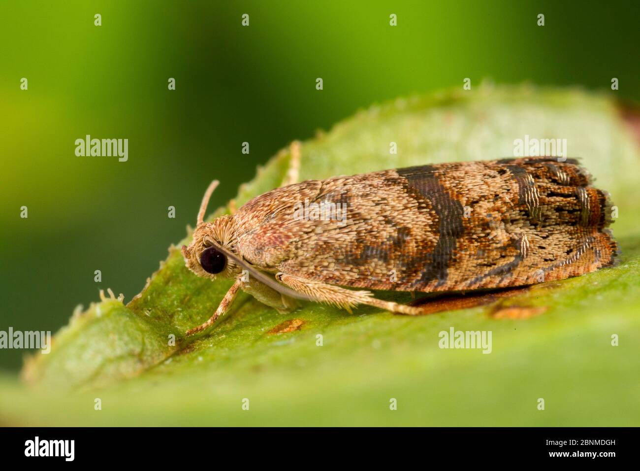 Cydia latiferreana hi-res stock photography and images - Alamy