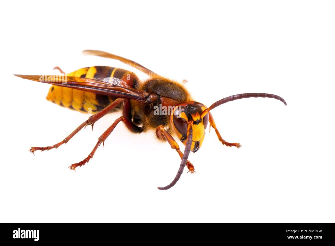 European hornet (Vespa crabro germana) on white background, Tuscaloosa County, Alabama, USA September Stock Photo