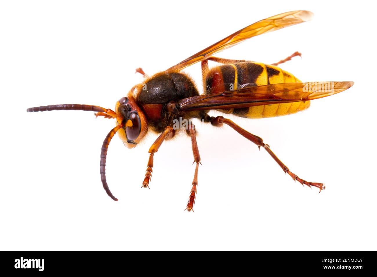 European hornet (Vespa crabro germana) on white background, Tuscaloosa County, Alabama, USA September Stock Photo