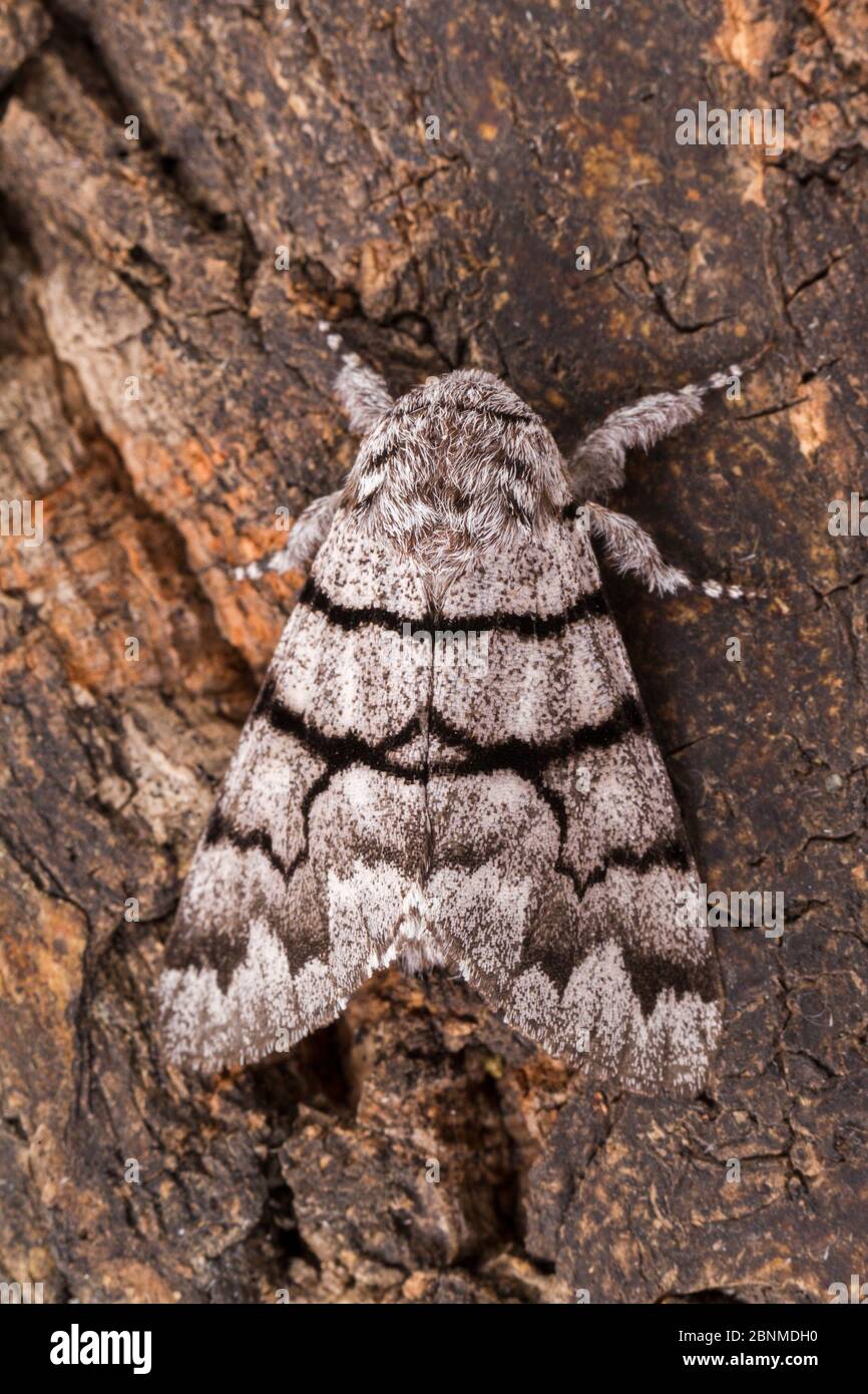Eastern panthea moth (Panthea furcilla), Tuscaloosa County, Alabama, USA October Stock Photo