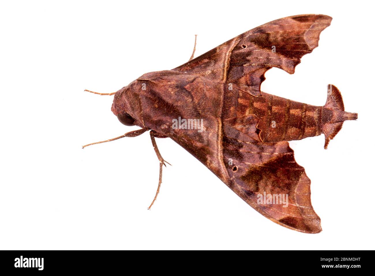 https://c8.alamy.com/comp/2BNMDHT/mournful-sphinx-moth-enyo-lugubris-on-white-background-tuscaloosa-county-alabama-usa-september-2BNMDHT.jpg