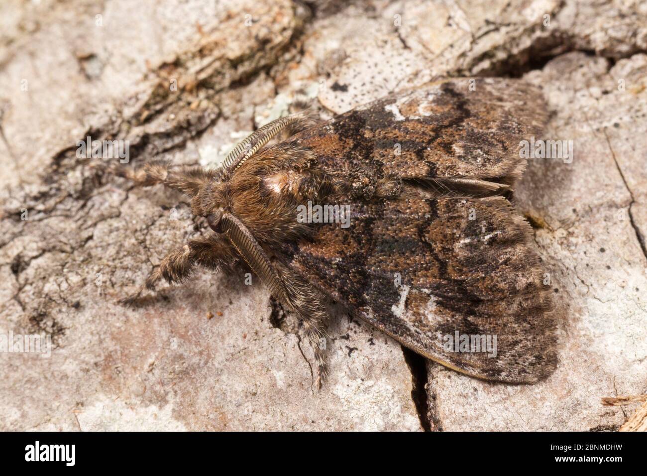Manto tussock moth (Dasychira manto), Tuscaloosa County, Alabama, USA September Stock Photo
