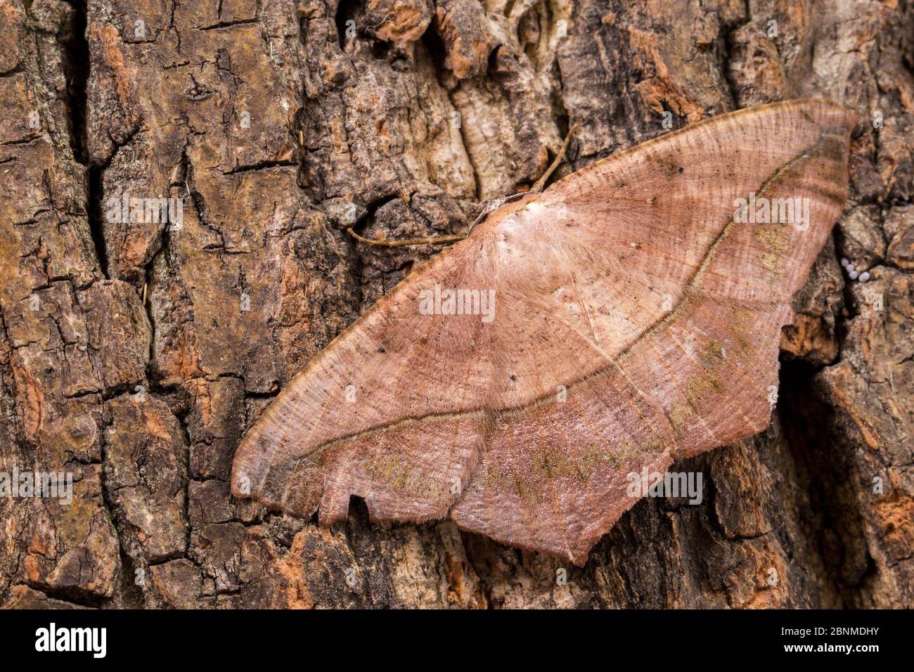 Large maple spanworm moth (Prochoerodes lineola), Tuscaloosa County, Alabama, USA September Stock Photo