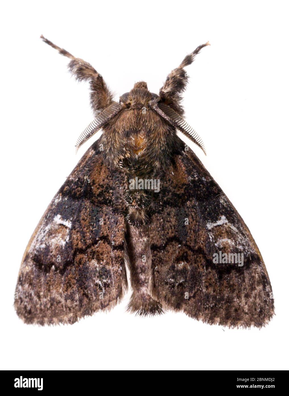 Manto tussock moth (Dasychira manto) on white background, Tuscaloosa County, Alabama, USA September Stock Photo