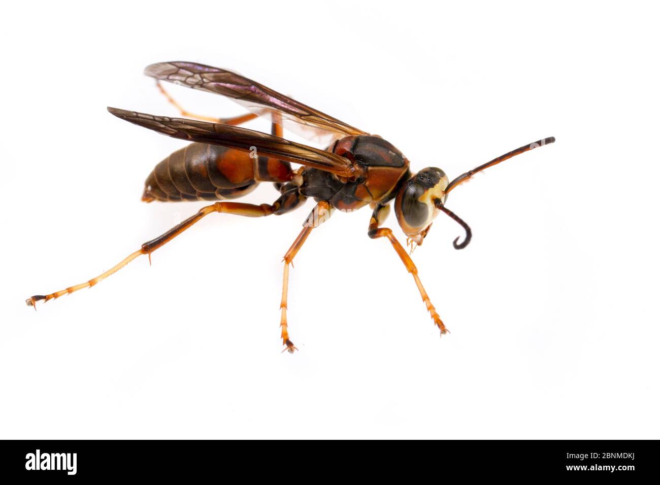 Paper wasp (Polistes metricus) male on white background,  Tuscaloosa County, Alabama, USA September Stock Photo